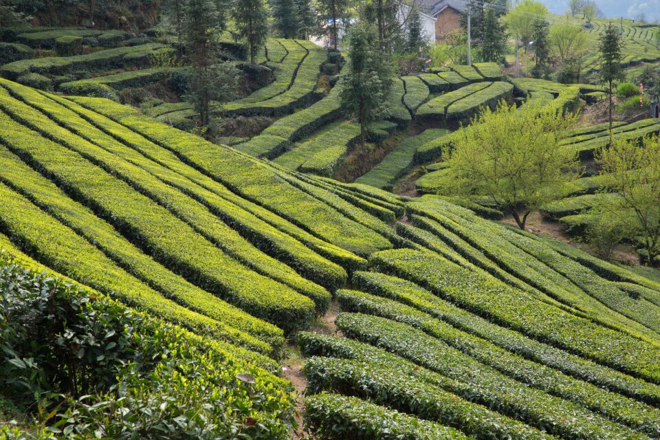 Tea garden wufeng green gang ridge