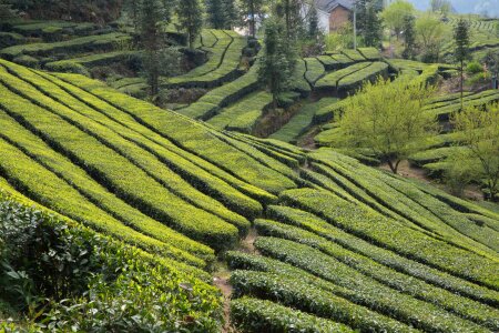 Tea garden wufeng green gang ridge