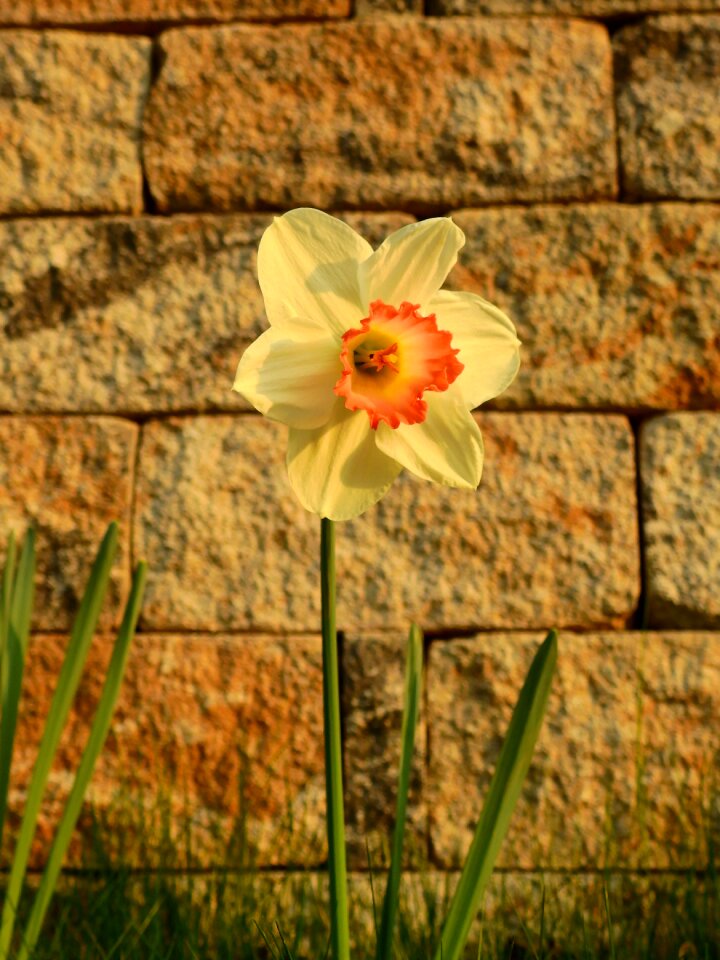 Flower blossom bloom