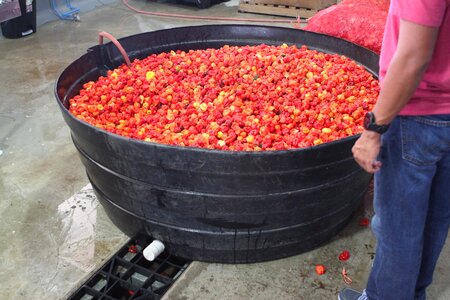 Marie sharps red peppers