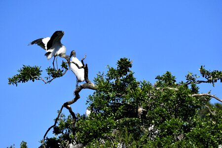 Bird nature white photo