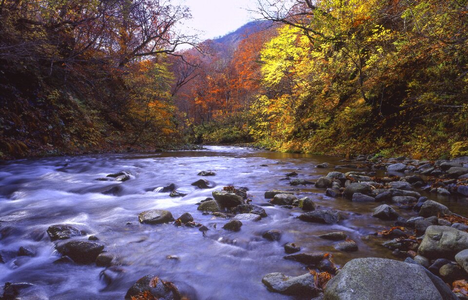 Late autumn shirakami-sanchi world heritage region