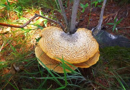 The parasite harmful forest