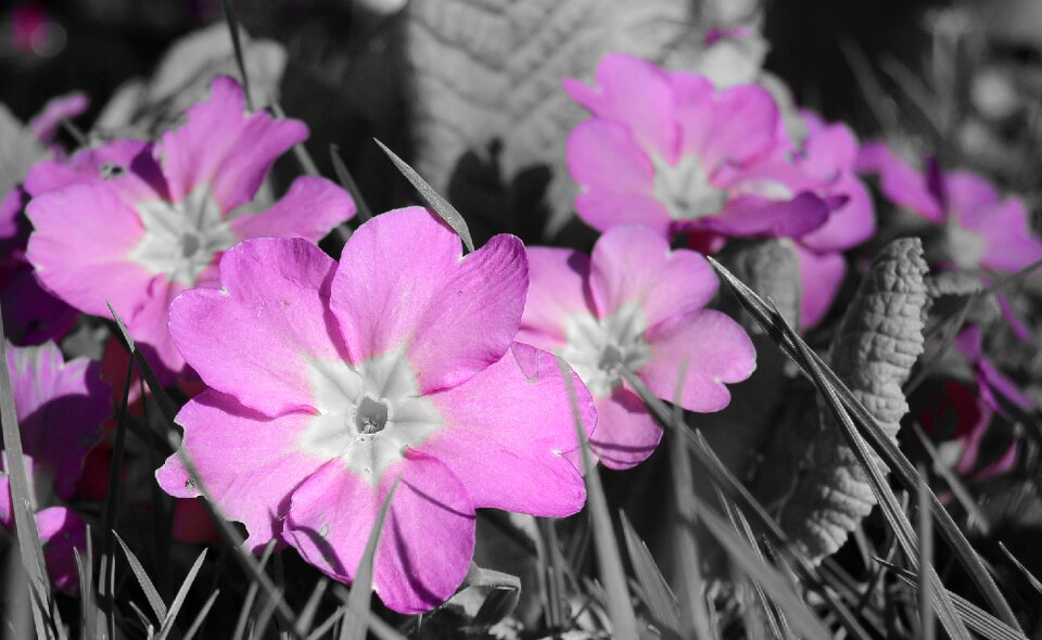 Primula nature spring