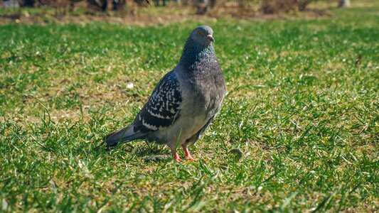 Rock pigeon birds nature
