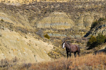 North dakota theodore roosevelt national park nature