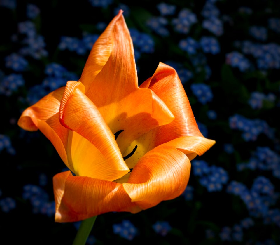 Bloom orange orange blossom