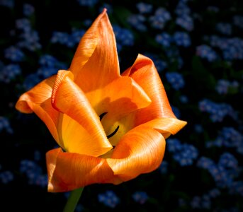 Bloom orange orange blossom photo