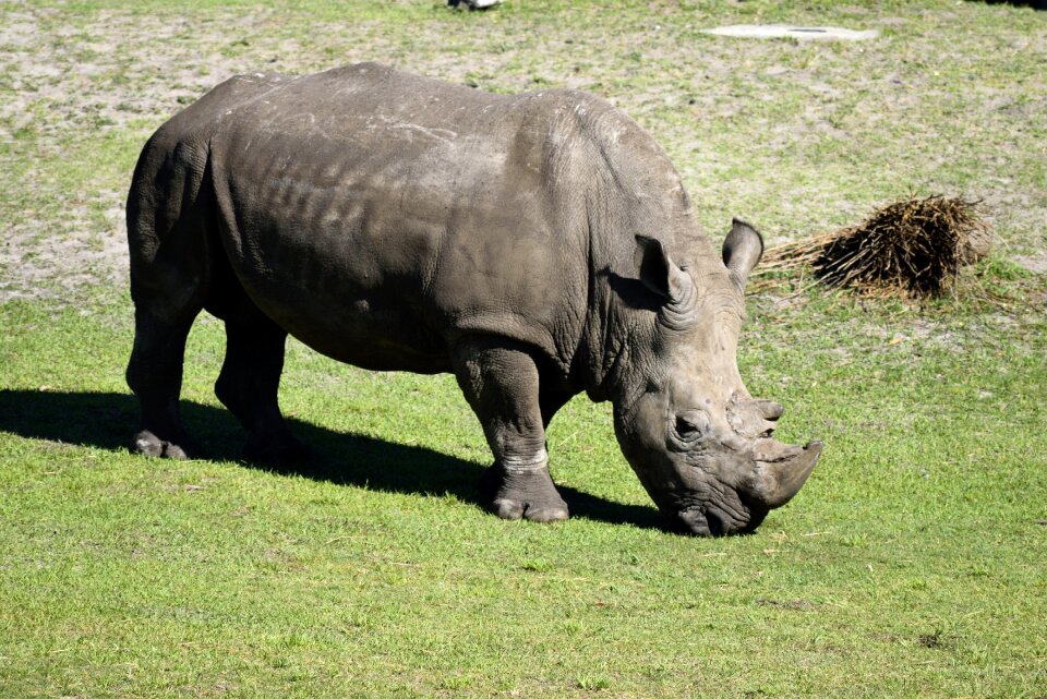 Animal nature mammal
