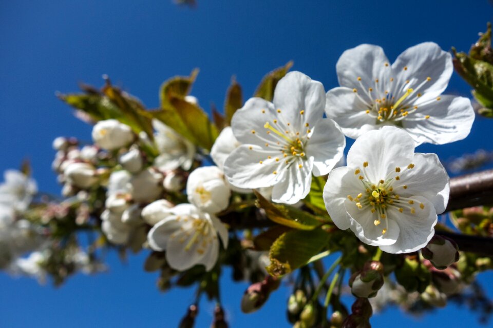 Spring cherry blossoms cherry