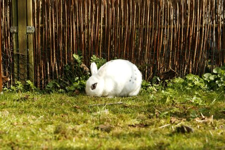 Animal cut house rabbit photo