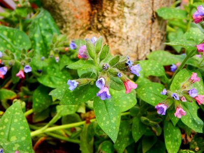 Spring garden plant purple