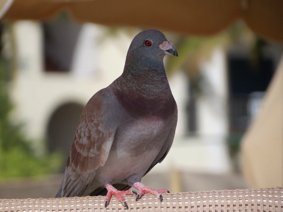 Bird gray feathers