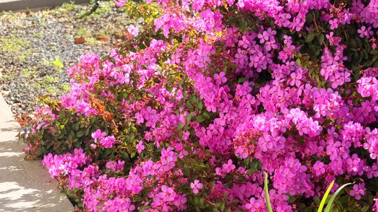 Nature plant sunny