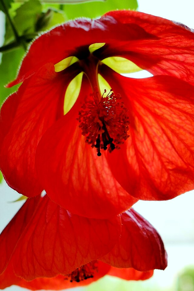 Red close up spring