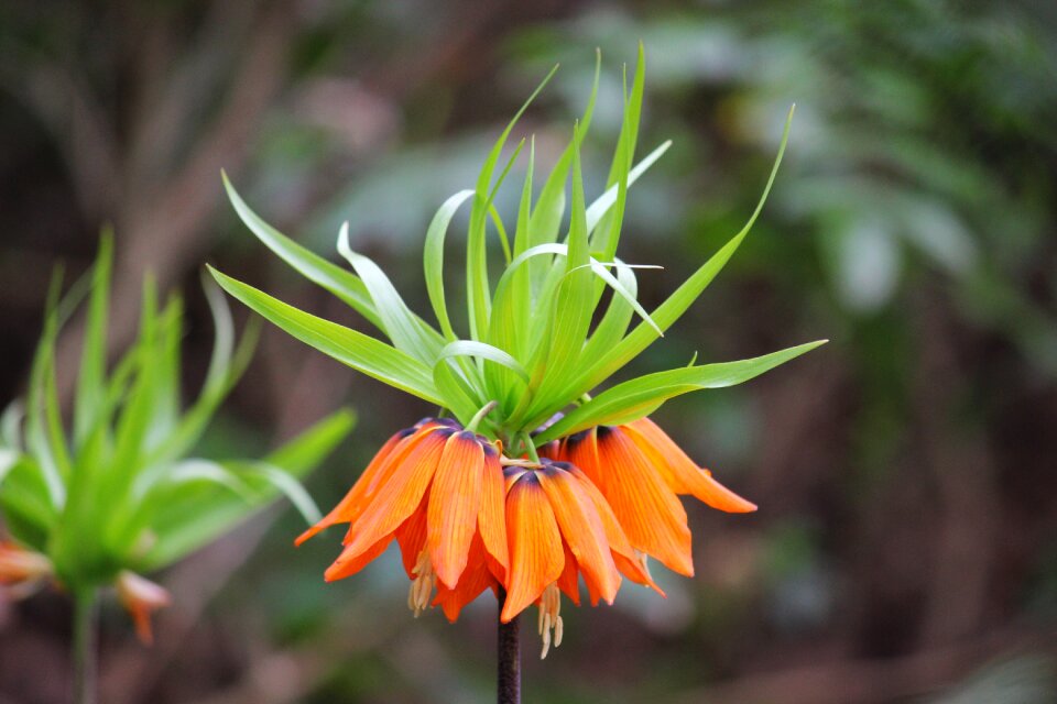 Colorful blossom bloom