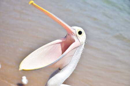 Animal wings open beak