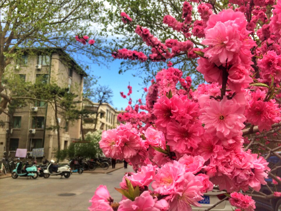Plant peach blossom spring