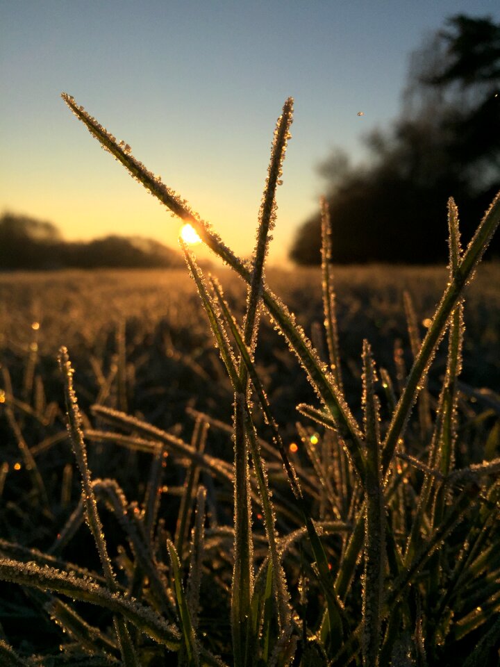 Nature sunrise early maturing