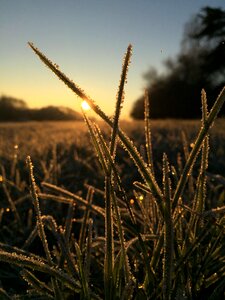 Nature sunrise early maturing photo