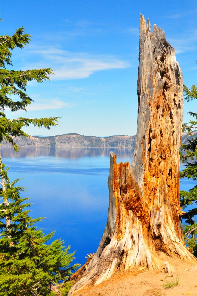 Tree old oregon