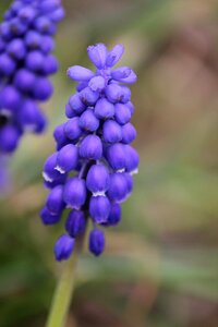 Spring flower purple flower