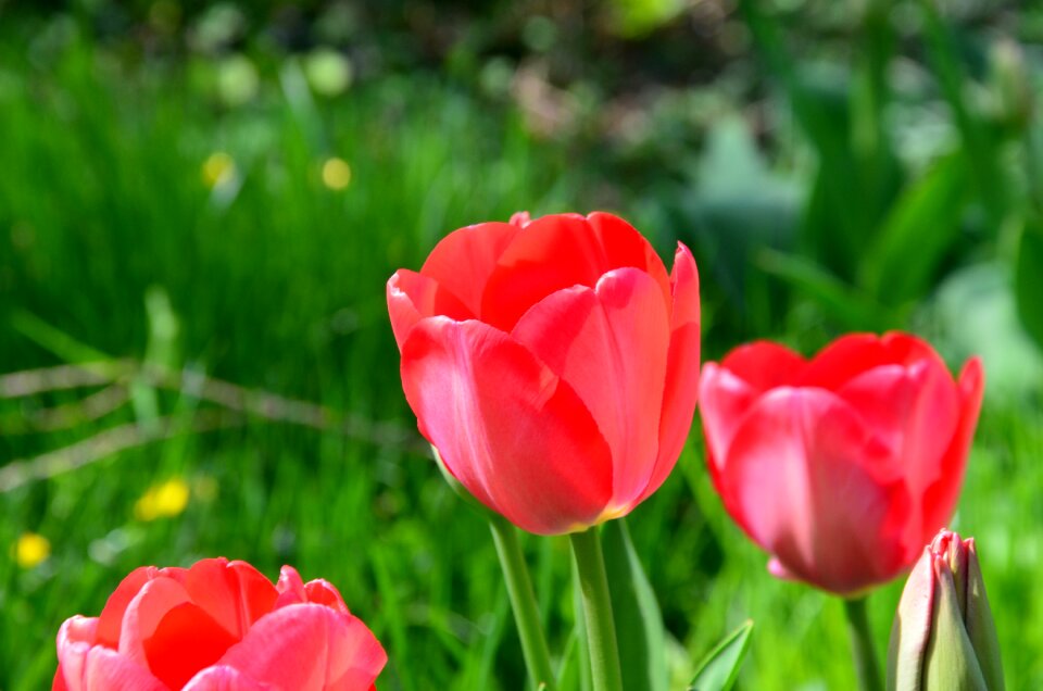 Flower spring cut flowers