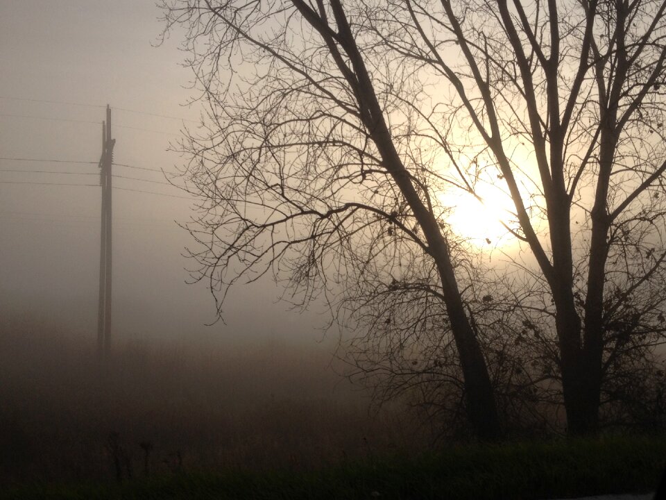 Tree mist photo