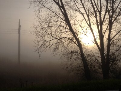 Tree mist photo