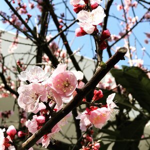 Pretty sakura blooming photo