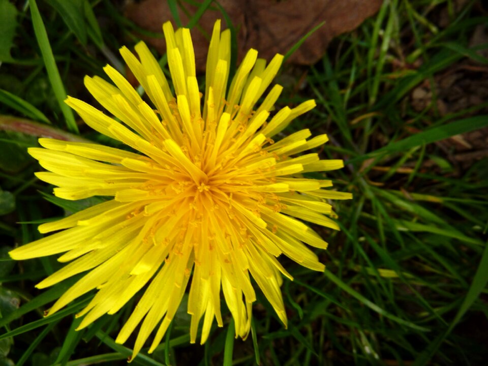 Yellow flowers nature yellow was