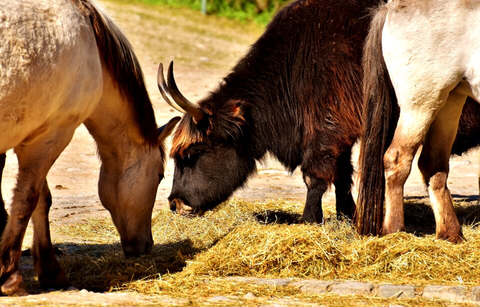 Animals animal world tierpark hellabrunn