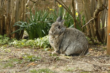 Animal cut house rabbit photo