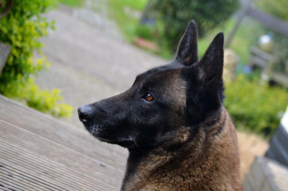 Shepherd dog belgian malinois animal photo