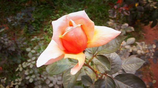 Rose flower