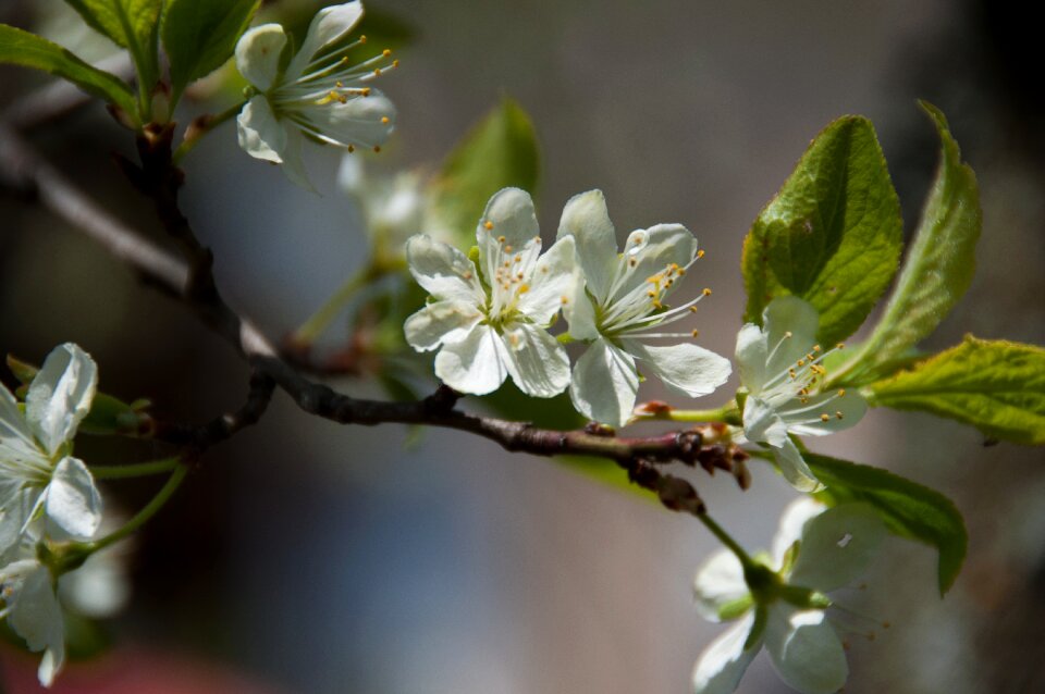 Plum nature close up