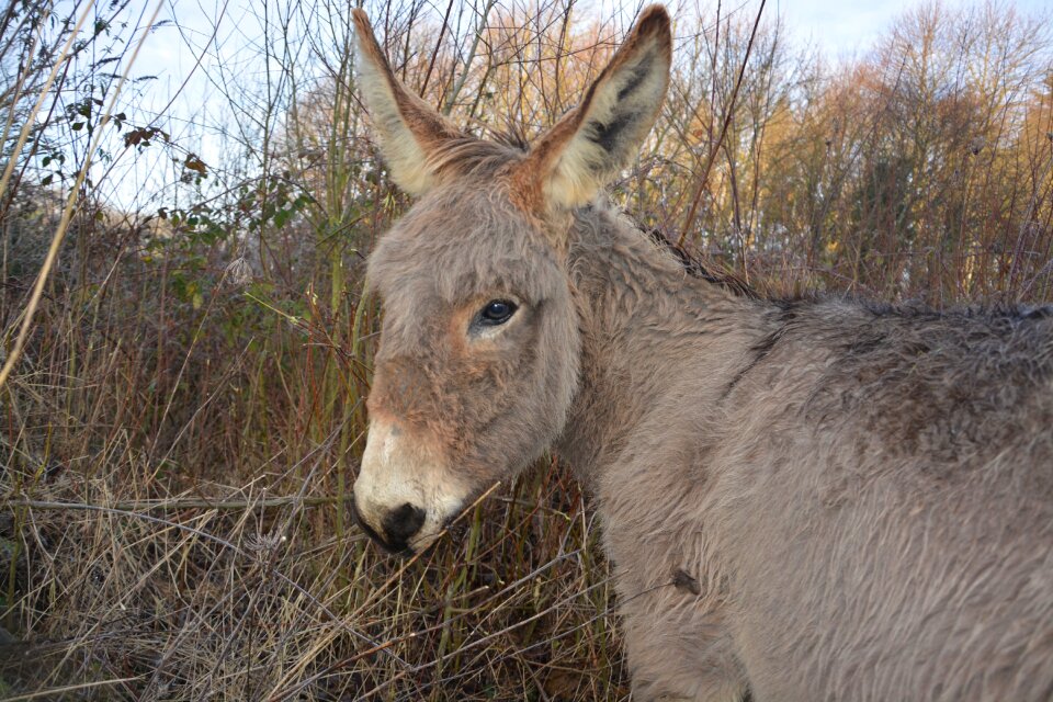 Nature animal domestic animal photo