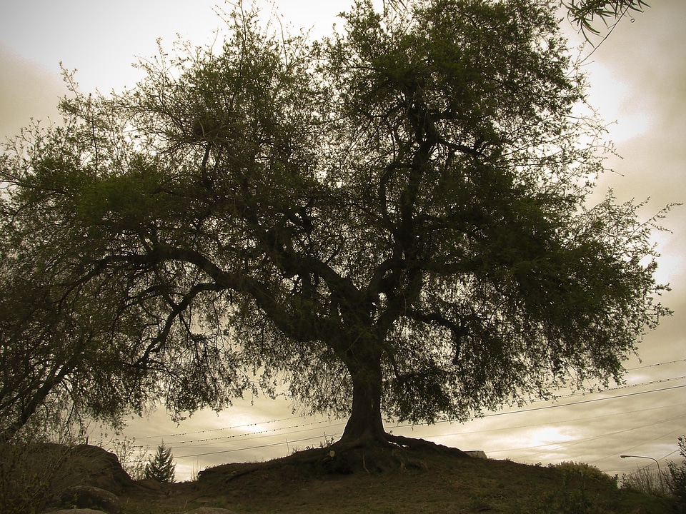 Solo sepia twilight
