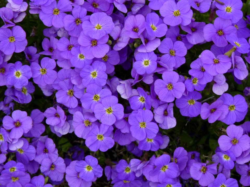 Blossom bloom plant