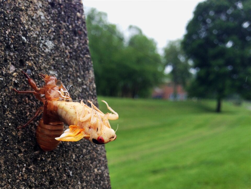Shell magicicada moulting