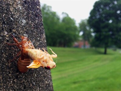 Shell magicicada moulting photo