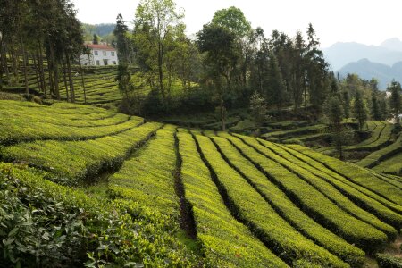Tea garden wufeng green gang ridge