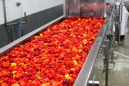 Red habanero hot sauce