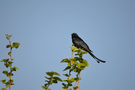 Animal perched