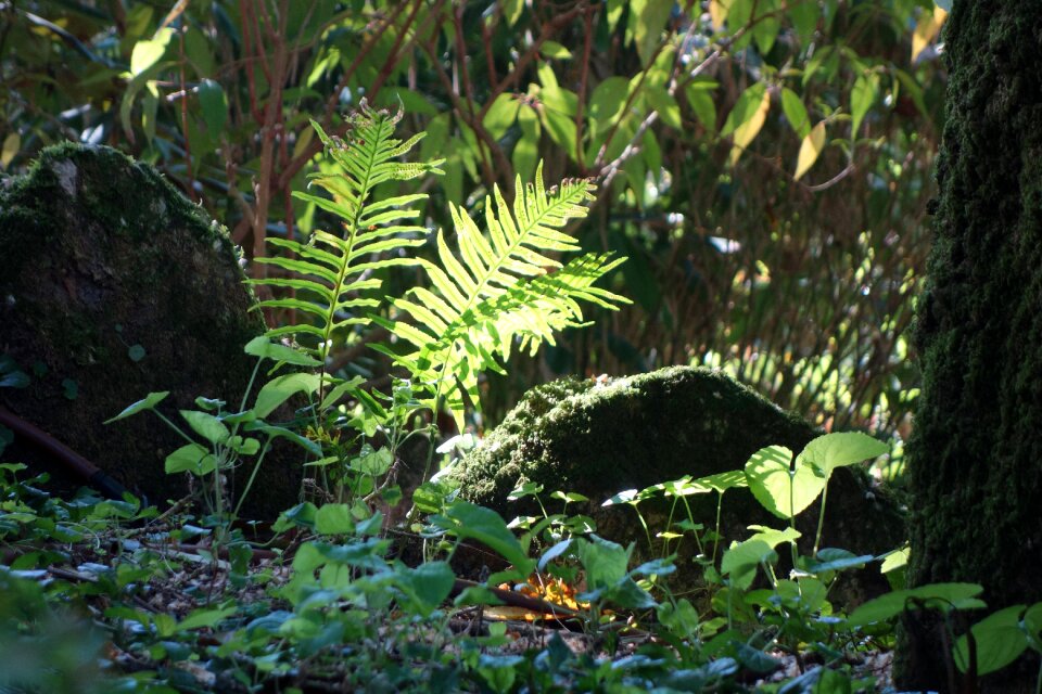 Foliage trees green grass photo