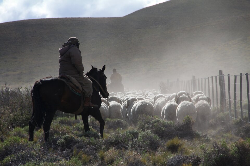 Sheep herding field