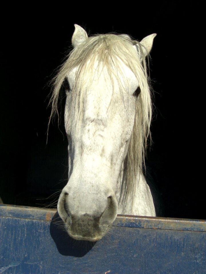 Portrait window mare