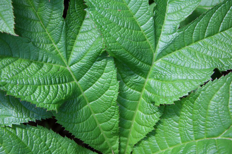Foliage botany