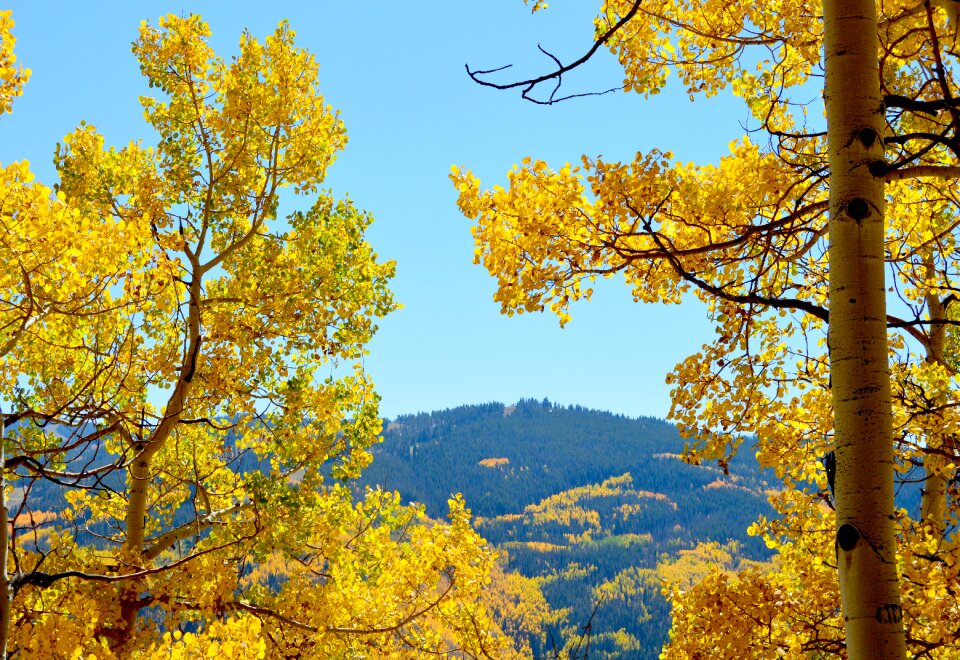 Landscape autumn yellow