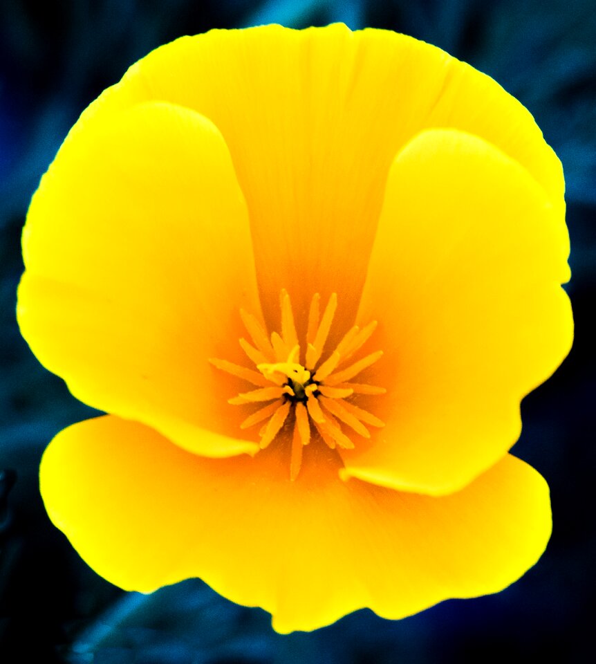 Nature yellow flowers blossom